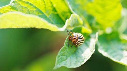 A Colorado potato beetle on the leaves of a potato plant