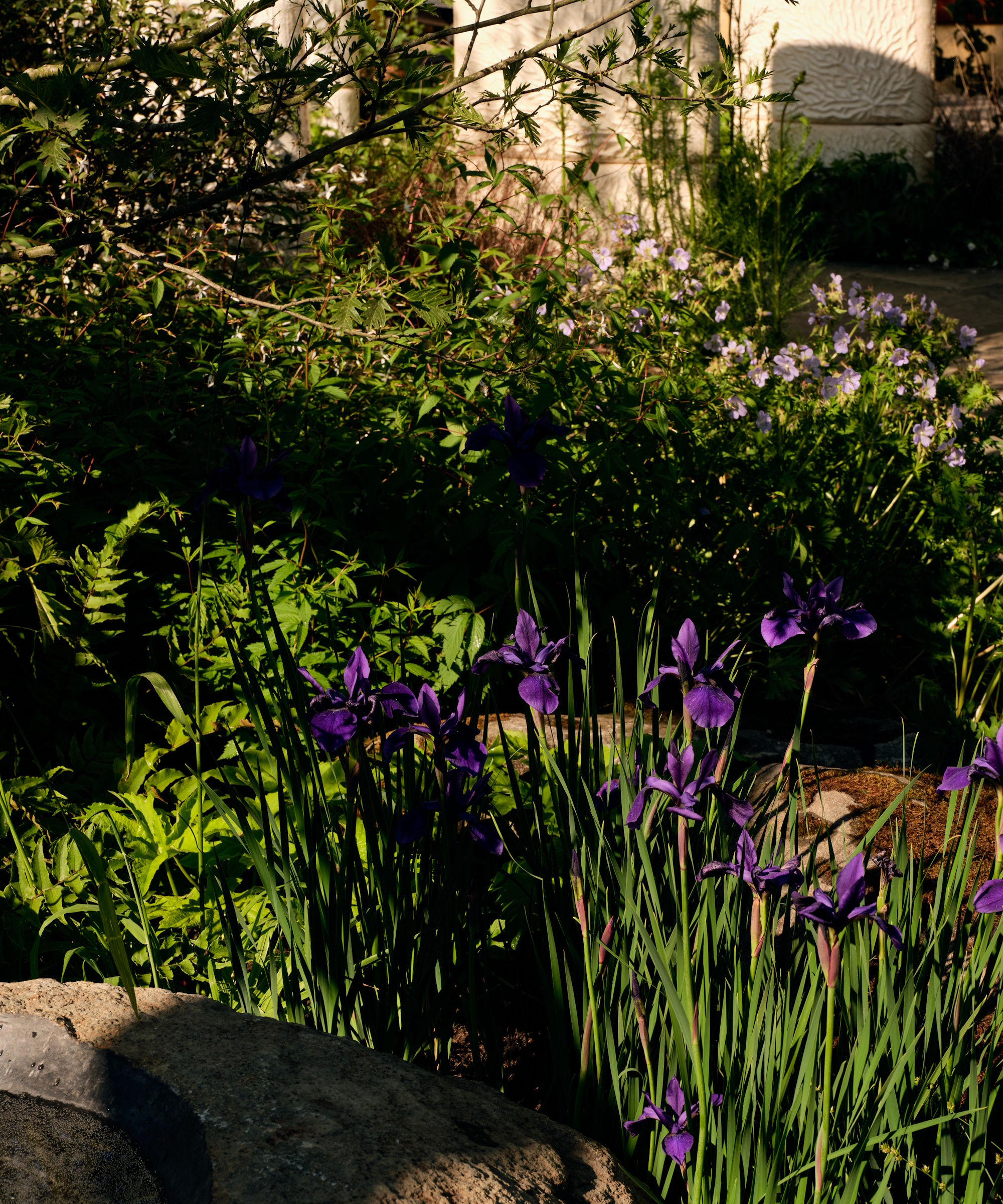 Irises in bloom on The Pathway Garden, at the RHS Chelsea Flower Show 2025