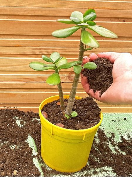 Repotting Of A Jade Plant