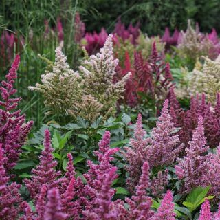 Outsidepride 1000 Seeds Perennial Astilbe Arendsii Bunter Flower 