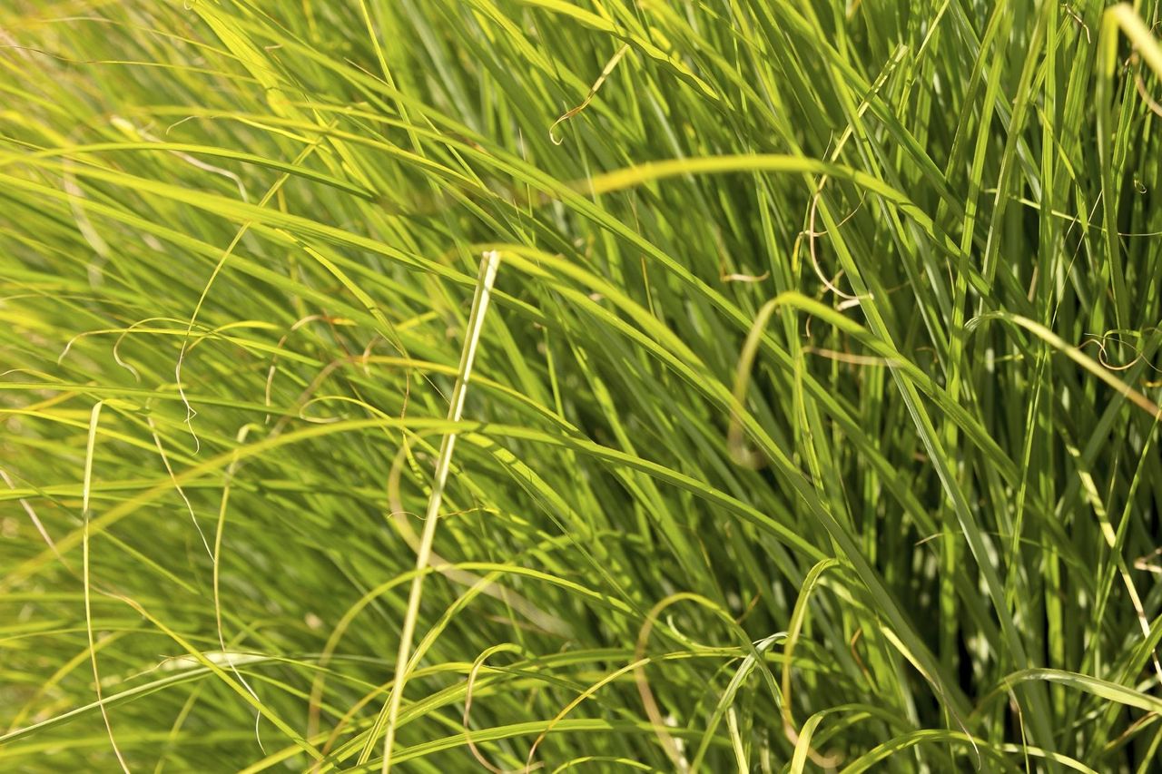 Green Prairie Dropseed Plant