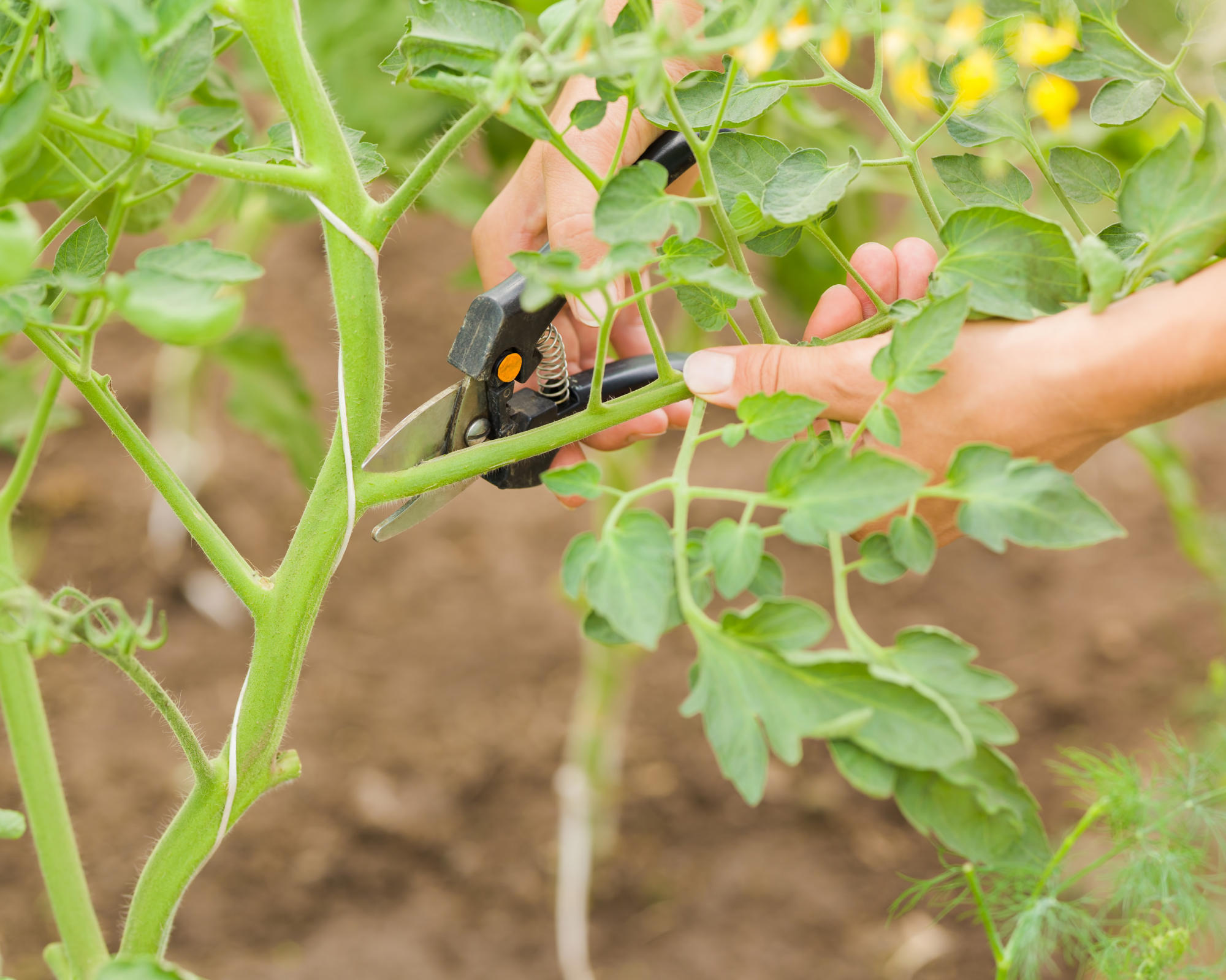 Young adult woman hand holding secateurs and cutting leaf stem of tomato plant in greenhouse to encourage green tomatoes to ripen