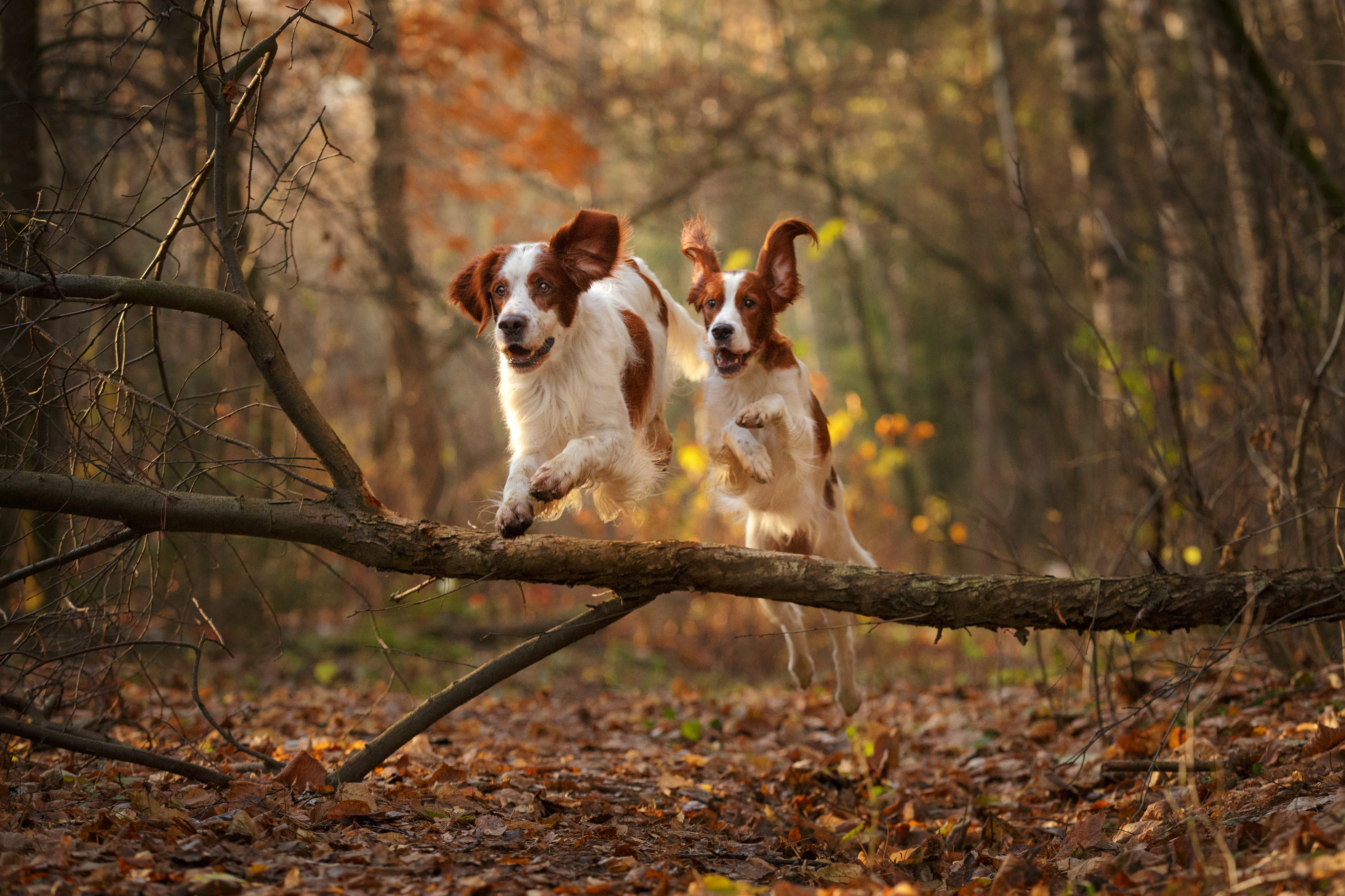 Two Irish Red and White Setters bounding over a fallen tree in a sunlit autumn forest, their ears flying and paws mid-air amid golden leaves.