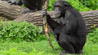 Chimpanzees are adept at using tools in the wild