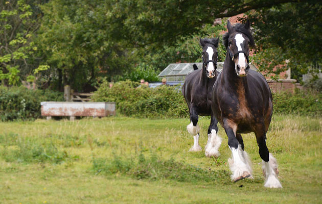 Monty and Max enjoying the start of their annual holiday in Poulshot