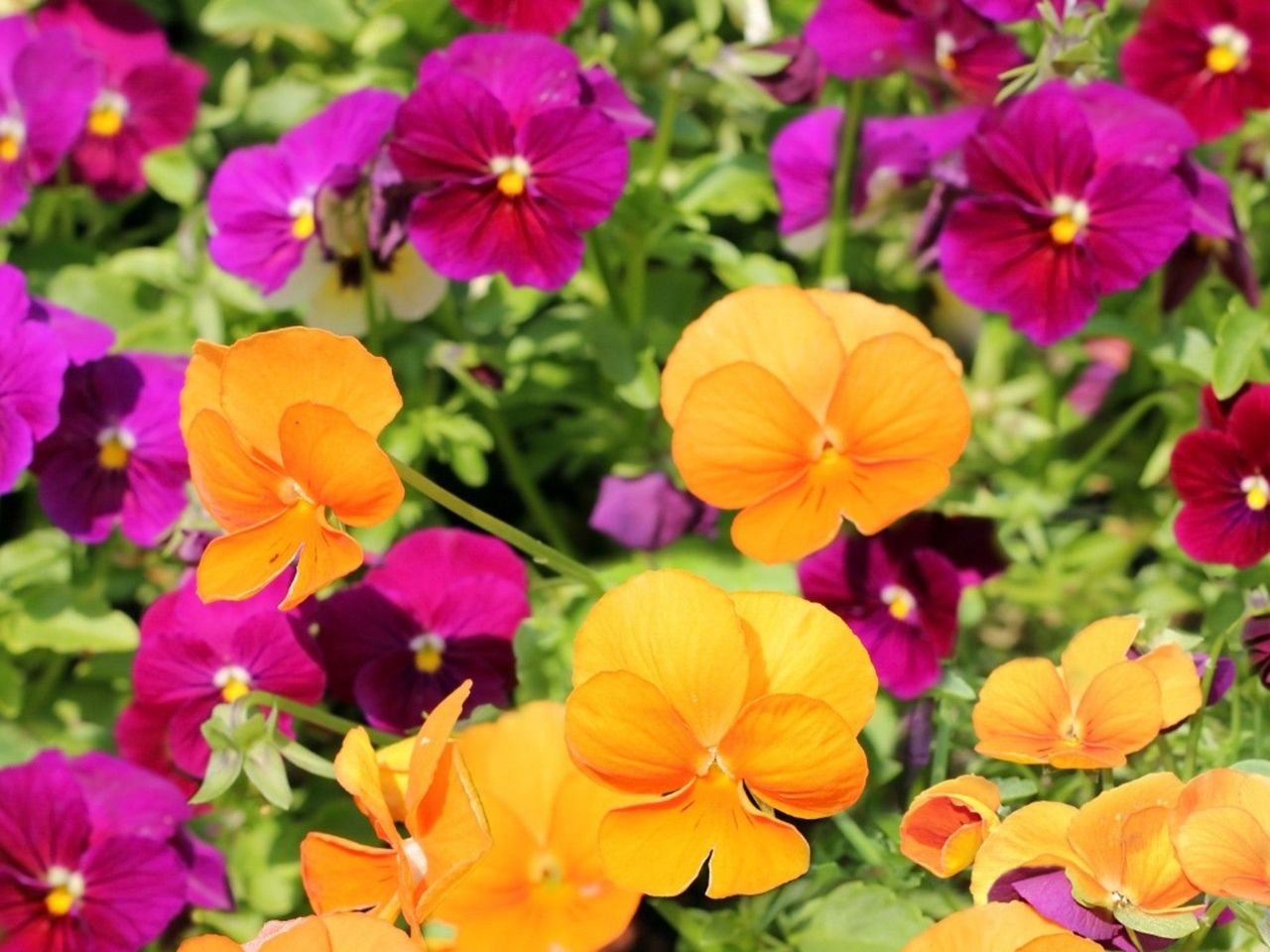 Pink And Orange Fall Blooming Annuals