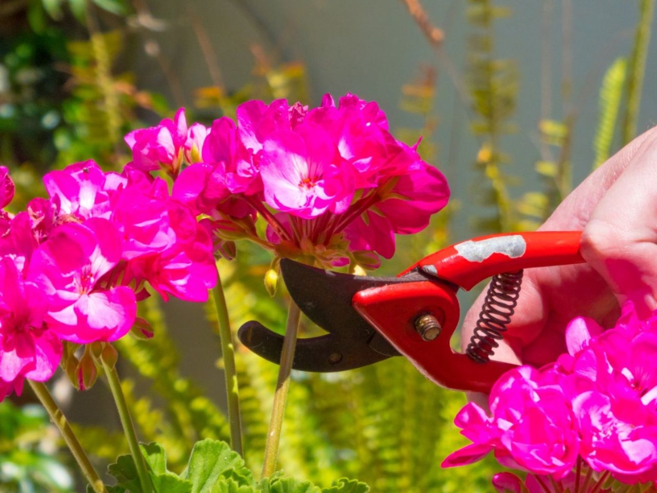 Pruning Pink Geranium Plants