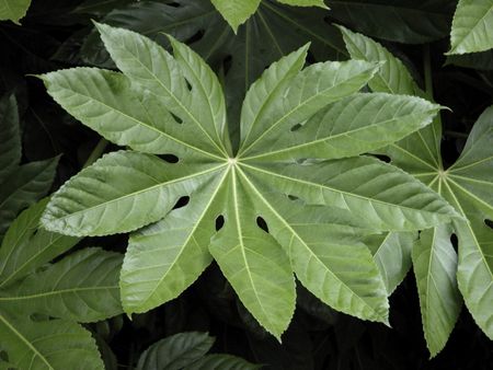 Aralia Plant