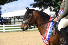 Points-League-Press-Image-Junior-MM-Ridden-Champion-at-TSR-Premier-Amateur-Show-2024-Credit-1st-Class-Images.jpg