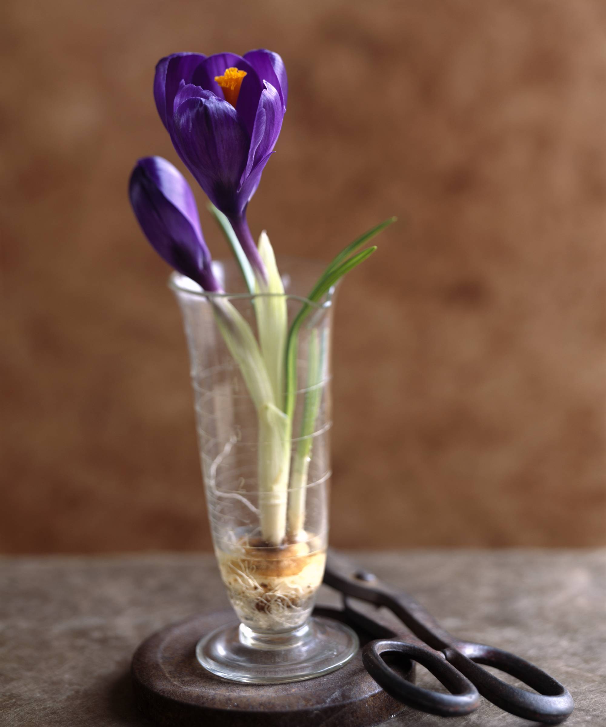 Forced purple crocus bulb blooming in a small glass vase