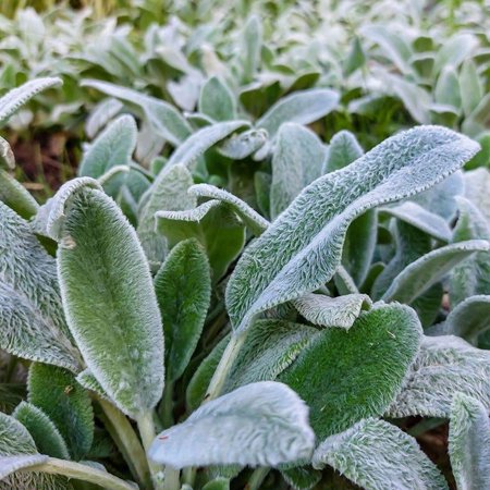 Redcrocus Silver Carpet Lamb's Ear Stachys Byzantina - Drought Tolerant Ground Cover for Sunny Gardens, Rock Gardens, and Borders - Non-Toxic, Pet Friendly 1 Quart