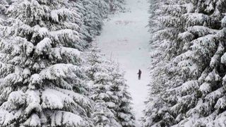 A man in a pine forest