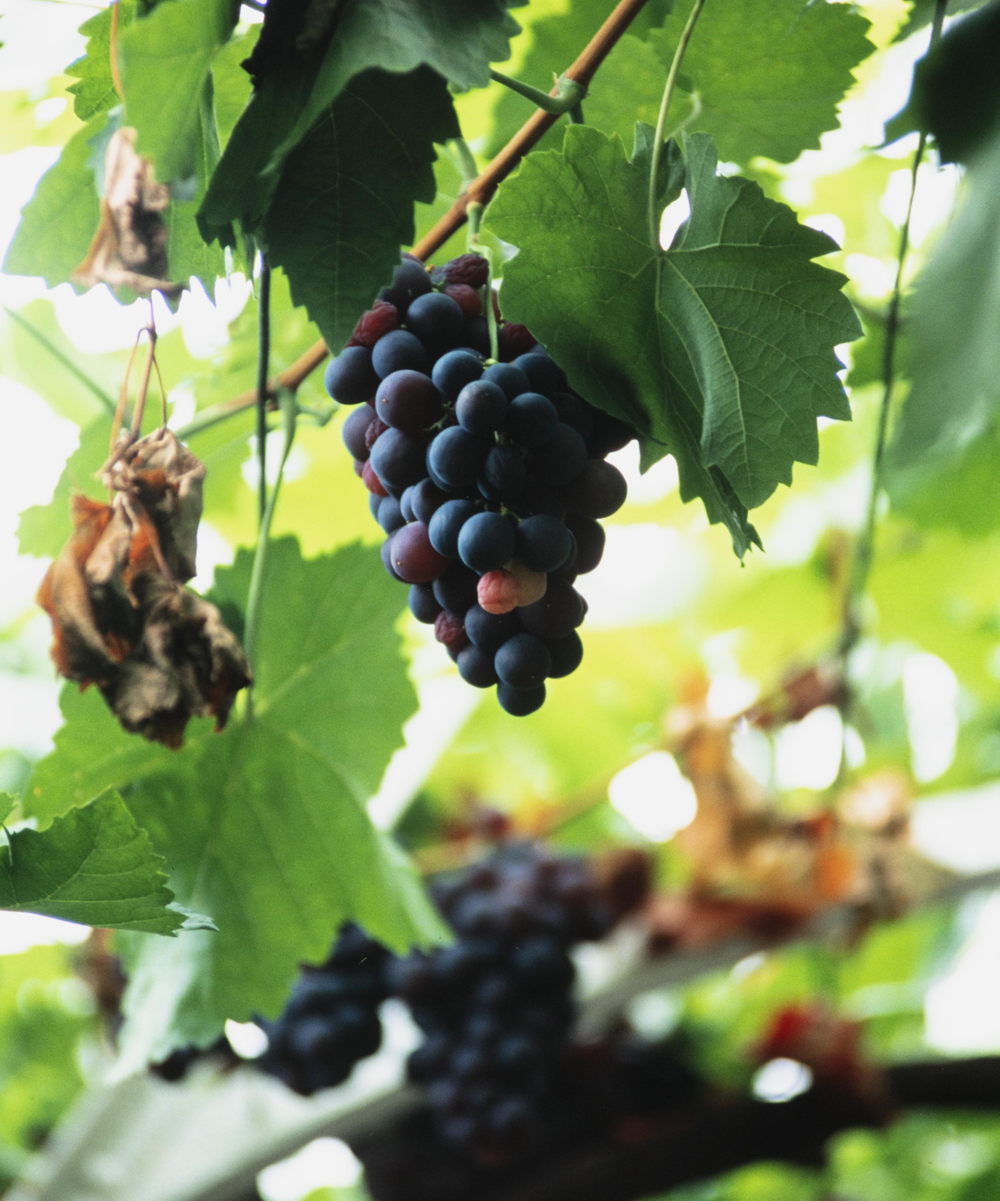 Black grapes surrounded by foliage ripening on a vine at Hampton Court Palace