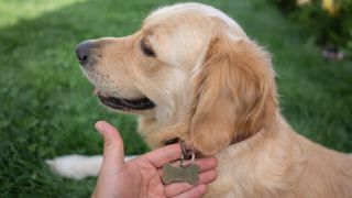 Dog name tag - blank