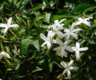 Jasmine in bloom with white flowers