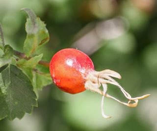 Rose hips of the California rose