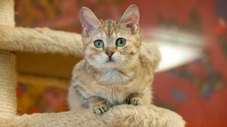 Brown munchkin cat