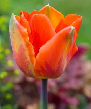 close up of Tulipa 'Hermitage'