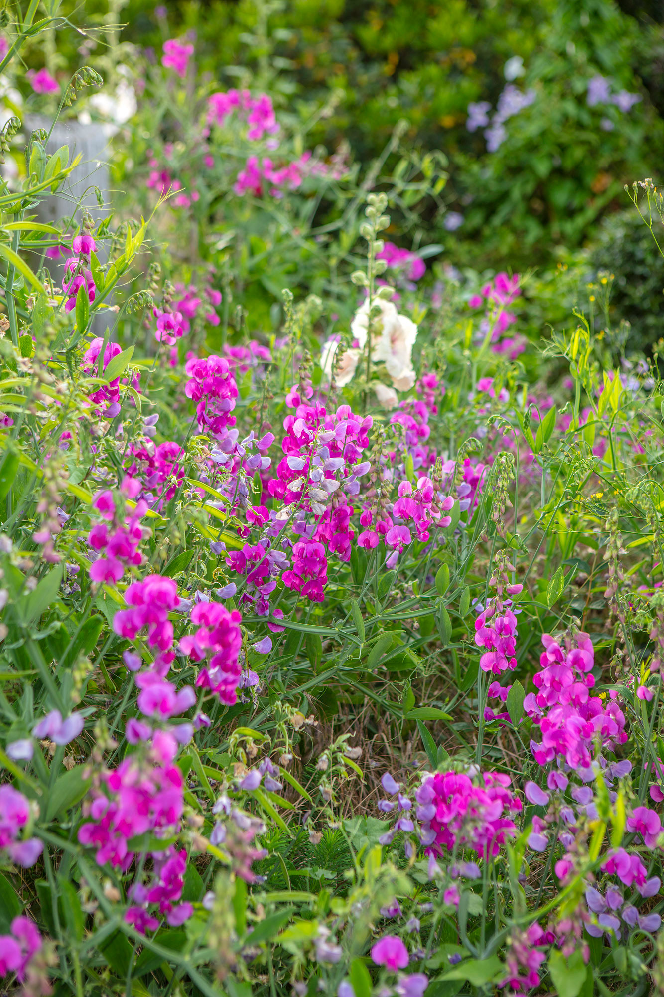 everlasting sweet peas