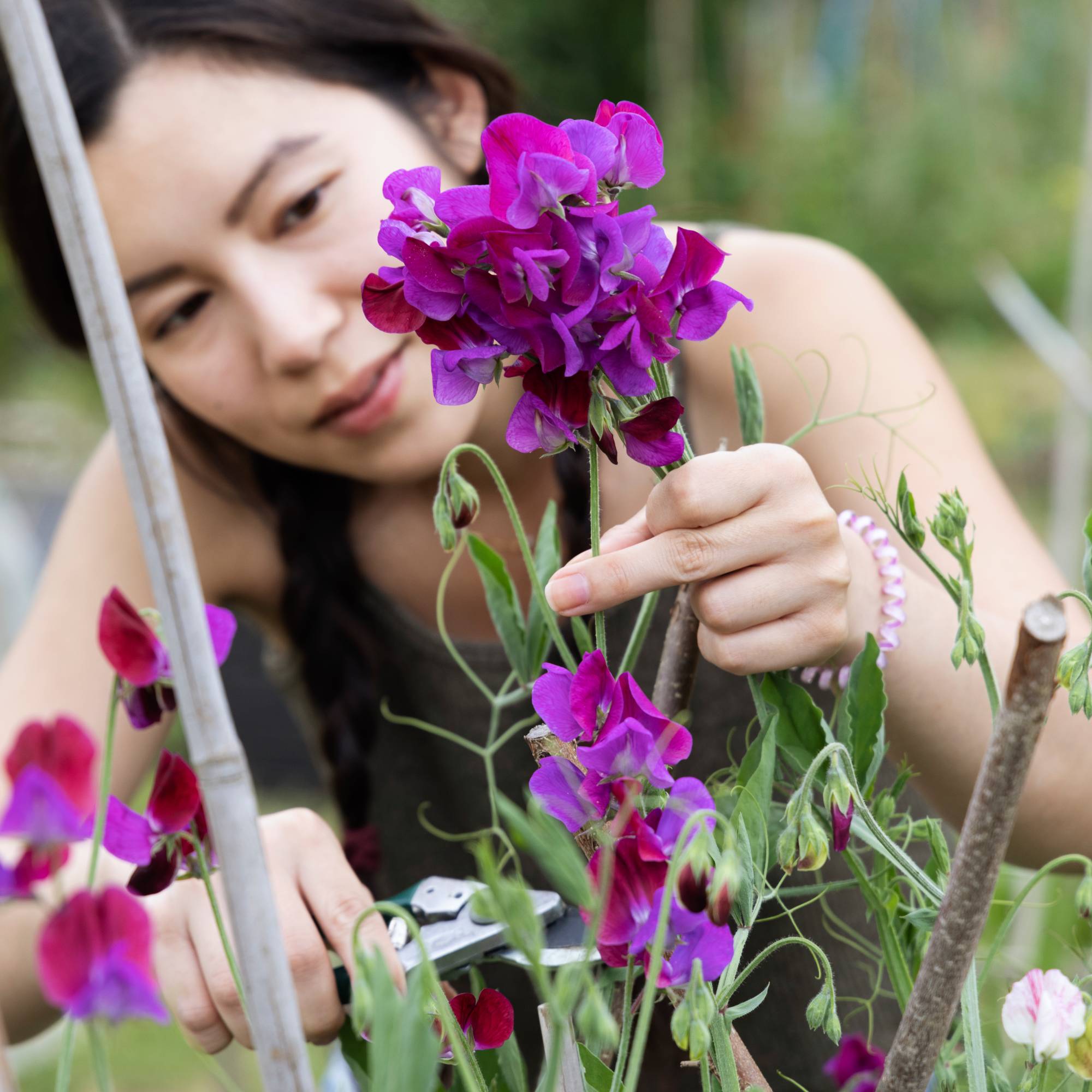 A woman touches a stem of purple sweet pea flowers