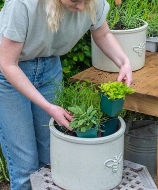Working out the best arrangement for herb plants in a plant pot