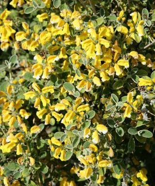 Yellow flowers of Phlomis lanata