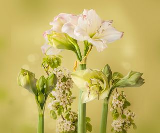 White Amadeus amaryllis plant in bloom