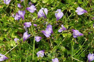 A close up of small purple flowers growing close to the ground