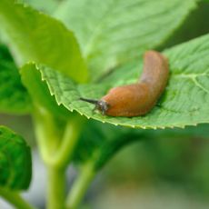 Slug on a plant