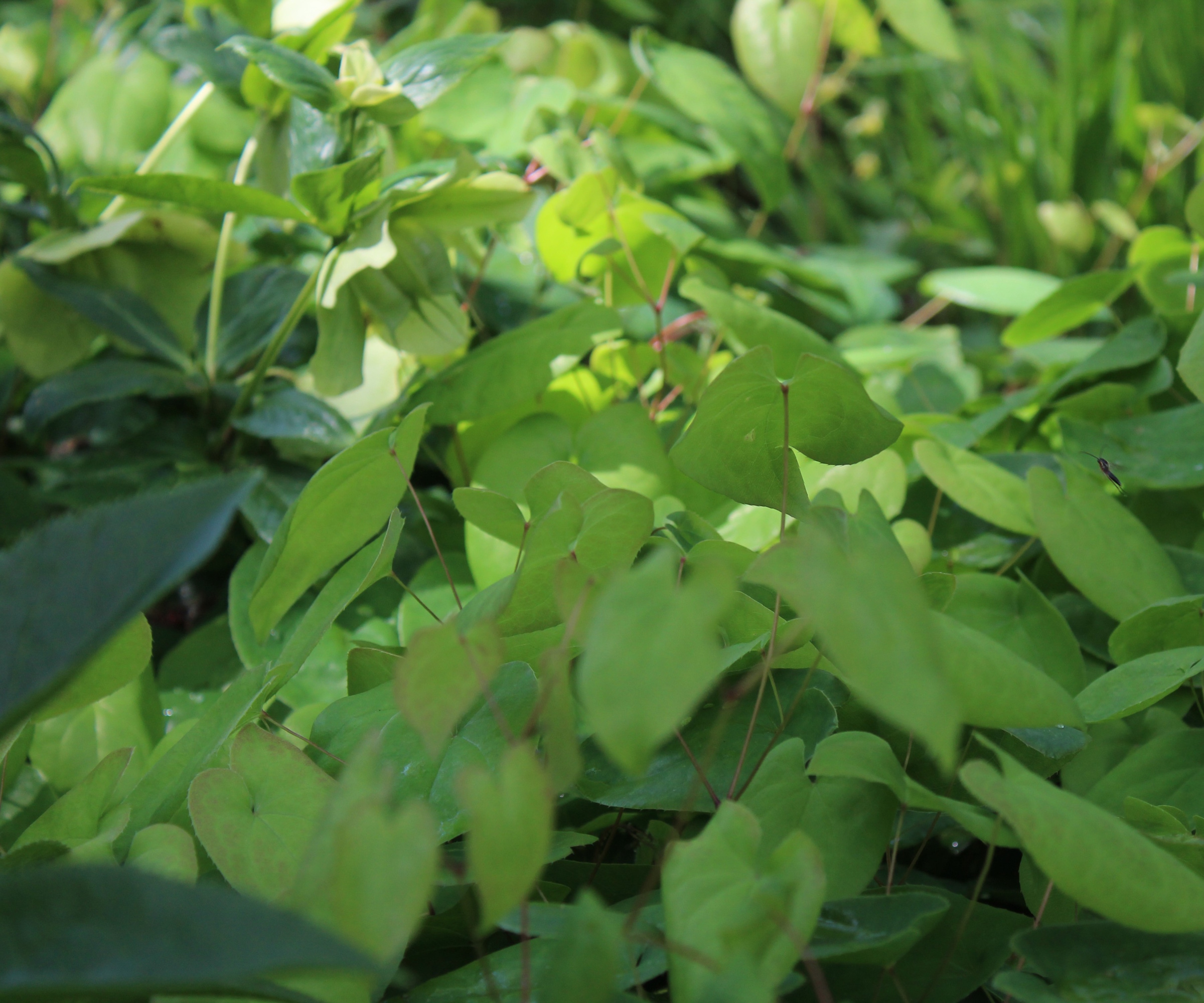 Epimedium plants in a woodland bed, with heart-shaped lime-green foliage in spring