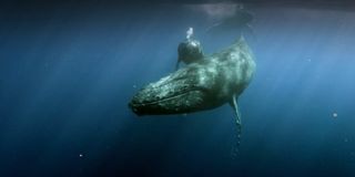 Humpback whales in Giants Of The Deep Blue