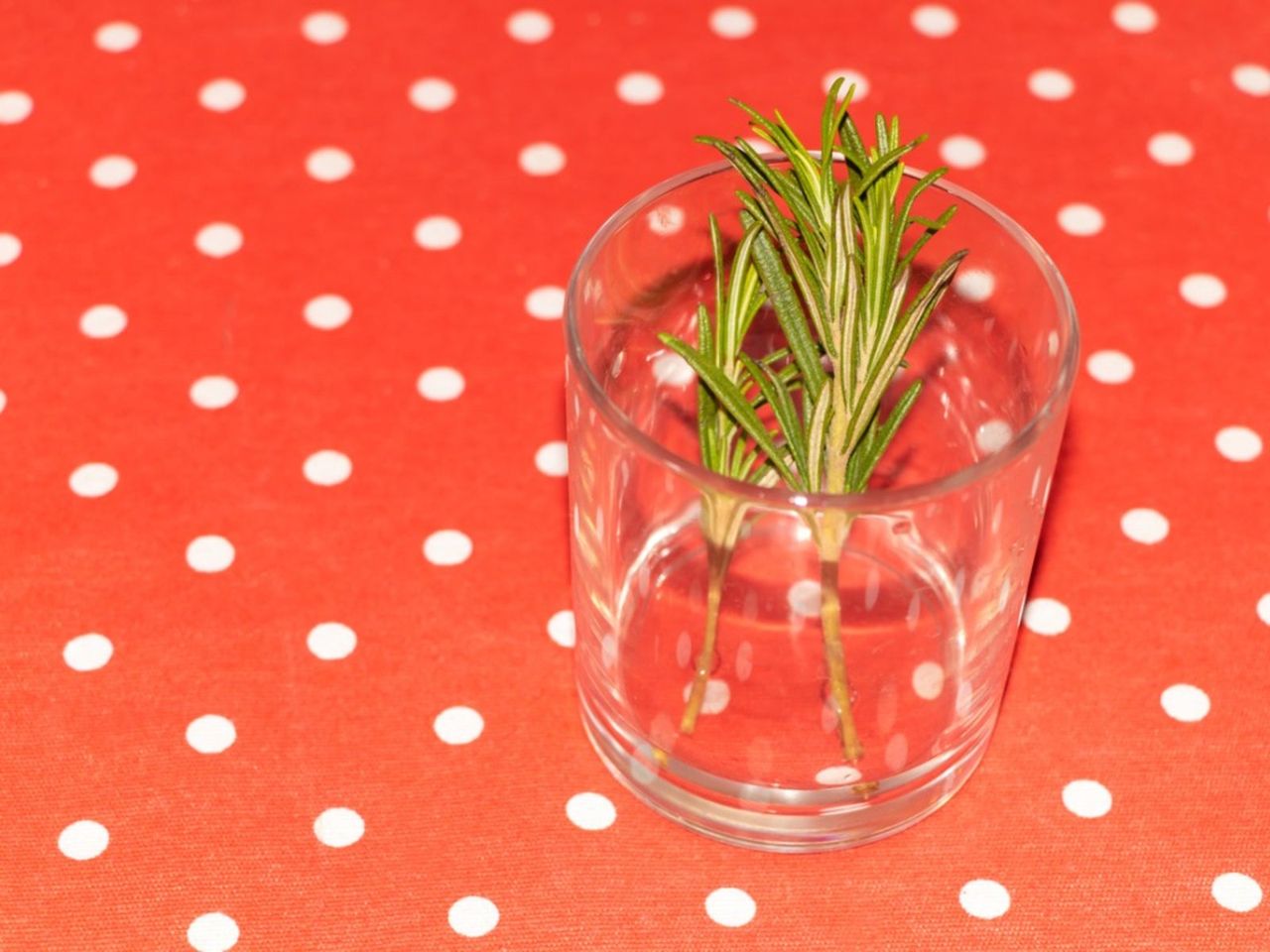 Rosemary Plant Cuttings In A Glass Cup