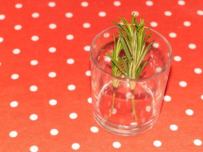 Rosemary Plant Cuttings In A Glass Cup