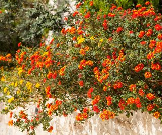 lantana growing on a garden wall