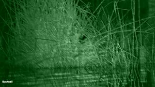 Night vision photo of a bird amongst tall grasses