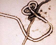 WHO: Ebola could infect more than 20,000 people