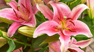 Oriental Lilies