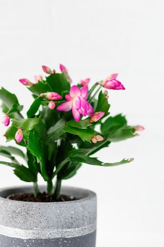 A close-up of a Christmas cactus in bloom