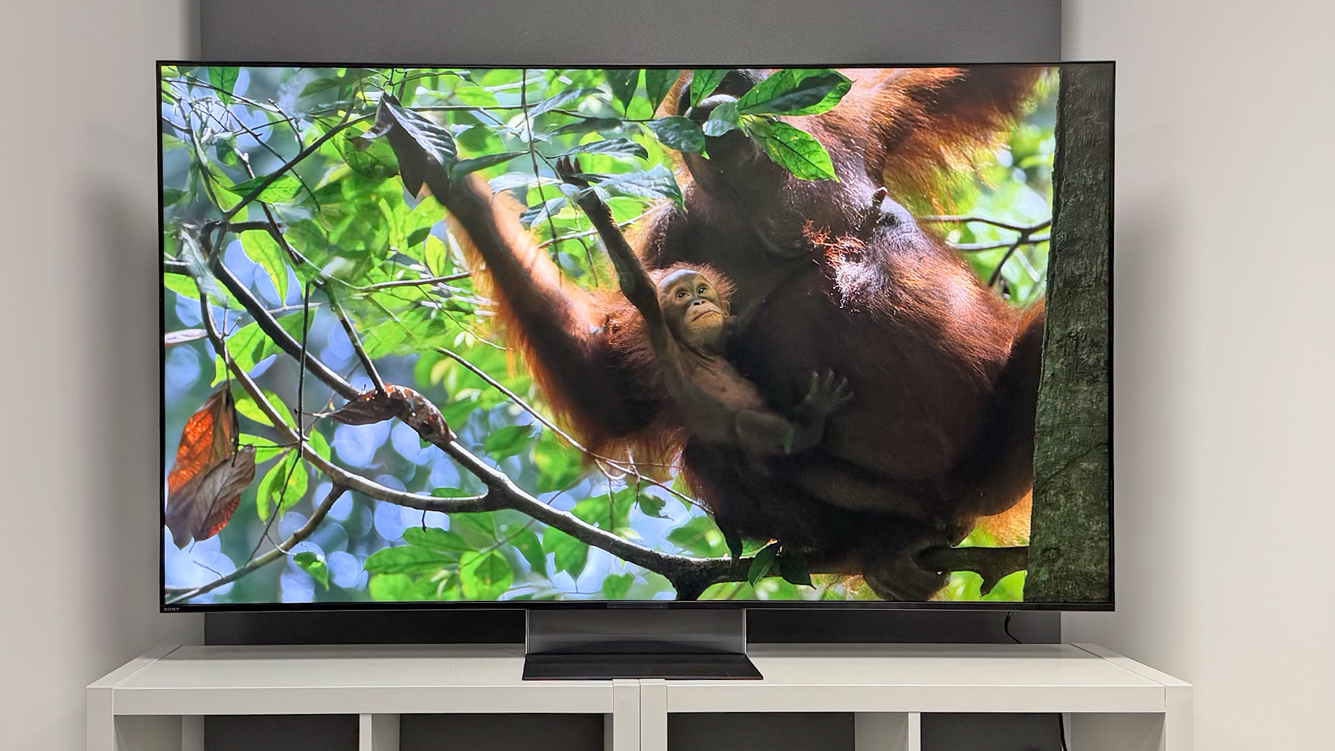 Sony Bravia 9 II RGB Mini LED TV with orang-utans on screen