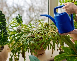 Watering christmas cactus plant