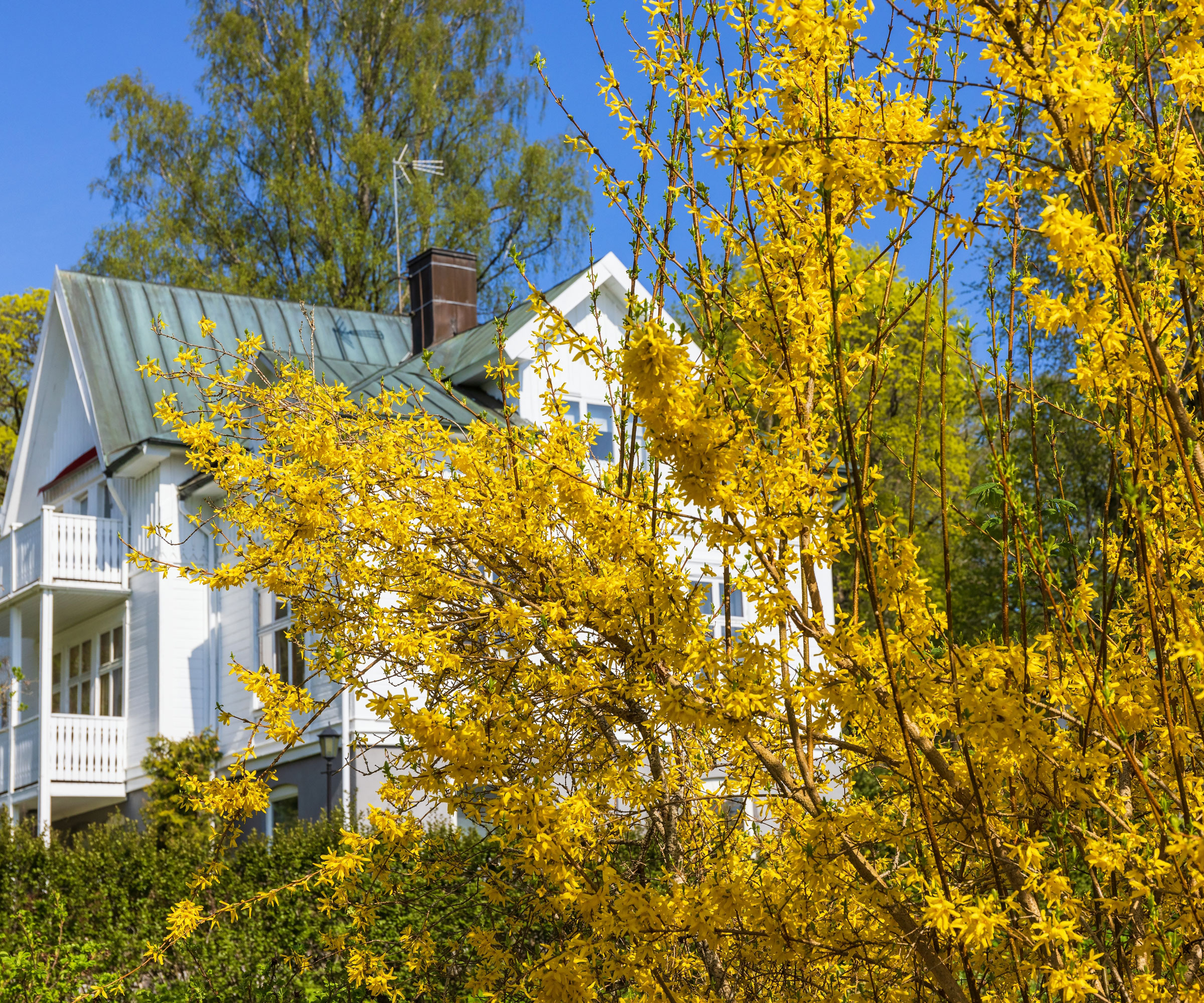 large oversize forsythia growing close to white house