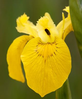 yellow iris or yellow flag (Iris psuedacorus) flower growing in marsh habitat