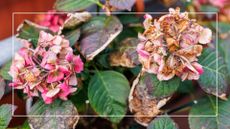 picture of hydrangea sunburnt during summer weather