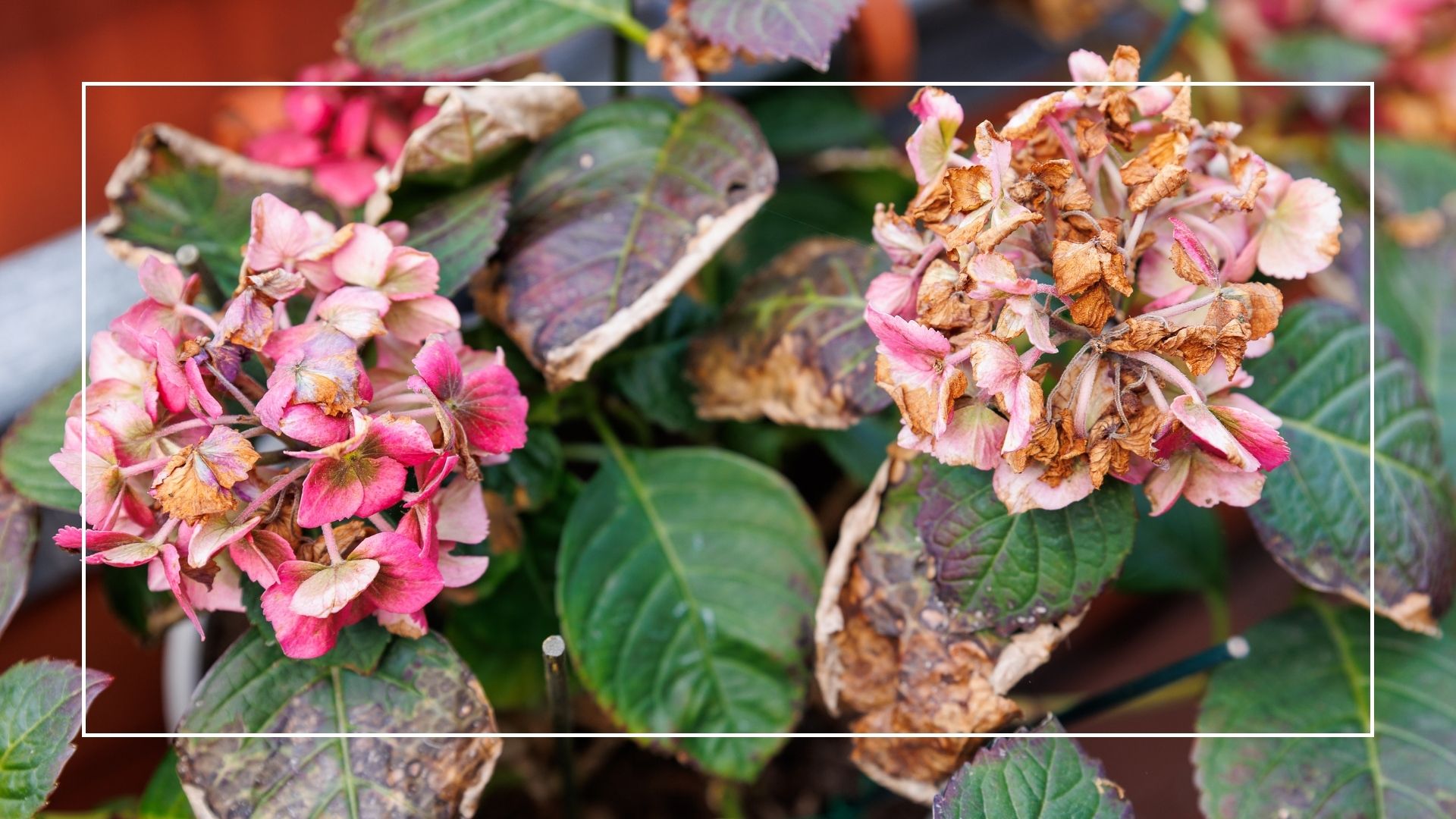 picture of hydrangea sunburnt during summer weather