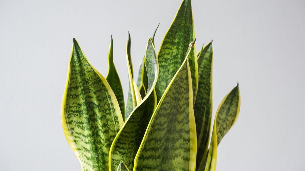 How to prune a snake plant expert tips for simple cuts Homes & Gardens