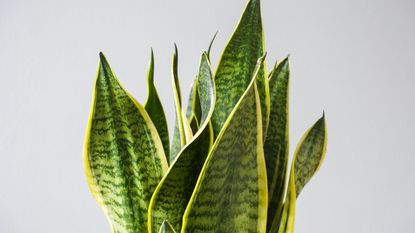 Green and yellow snake plant leaves