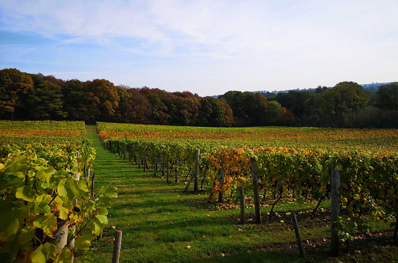 A view across the English vineyard at Church Farm