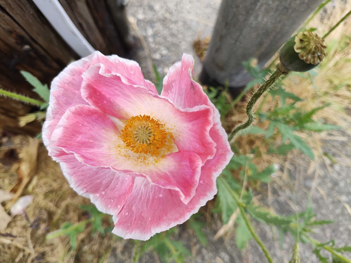 Close-up of a pink flower