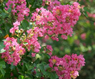pink flowers of crepe myrtle