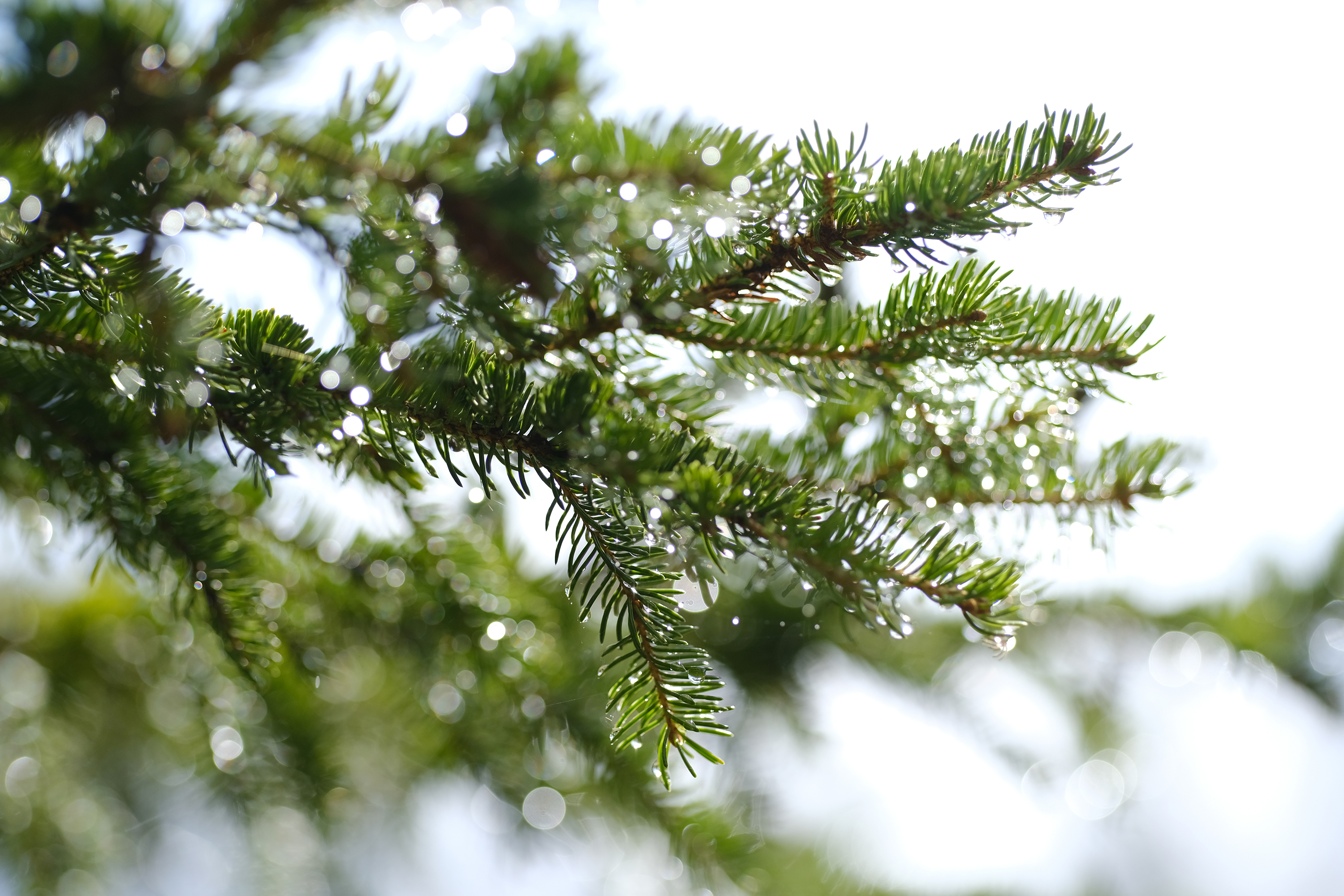 An image of a pine tree without the filter